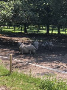 Hängebauchschwein