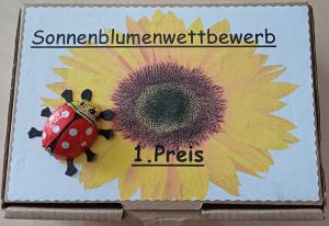 Sonnenblumenwettbewerb 1