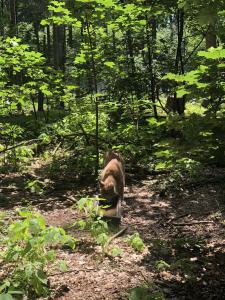 durstiger Luchs