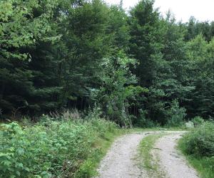 wald 15